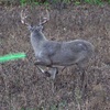 S:13 Decoyed In A GIANT Illinois Buck! Great Shot and CRAZY Recovery!