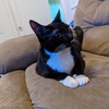 Lost Cat