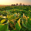 Novozymes Speaks To Biologics Popularity