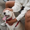 Entrenando A Nuestra Mascota En Casa
