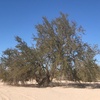 S1E22: Season Finale! Ironwoods: the Sonoran Desert's Tree of Life. Plus thank you