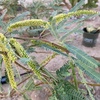 S1E14 The Bean Trees! But first, please help us