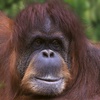 Die Tierdocs: Orang Utan riecht komisch
