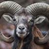 Die Tierdocs: Widder streitet sich