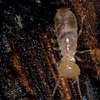 Die Tierdocs: Termite frisst Holzmöbel