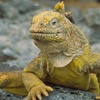 Die Tierdocs: Leguan legt sich auf Bibel