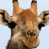 Die Tierdocs: Giraffe mit schlechter Laune