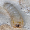 Die Tierdocs: Holzwurm hat Schlafprobleme