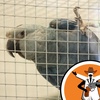 Captive breeding