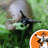 Invasive Species