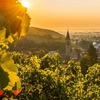 Rosérote Zeiten – Weine aus der Provence
