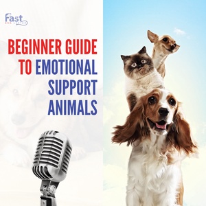 Beginner Guide to Emotional Support Animals