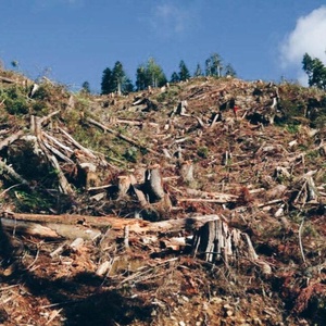 Ep. 9: Fighting for Clayoquot Sound &amp; Vancouver Island's Last Great Forests