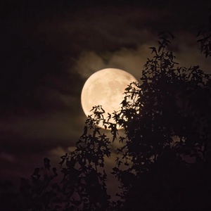 Autumn Trek - A Binaural Podcast by Lang Elliott