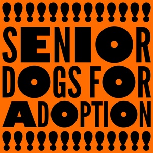 Senior Dogs for Adoption