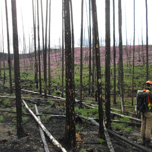 Podcast Episode 2: Changing wildfire, changing forests