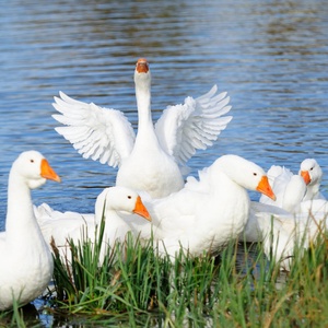 Alles über Gänse