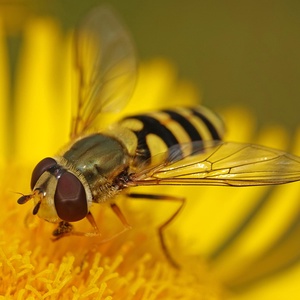 Wunderwelt der kleinen Tiere: Insekten (1/2)