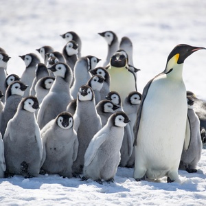 Can Antarctica help us solve the climate emergency?