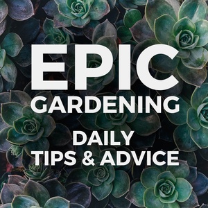 Quick Cucumber Growing Tips