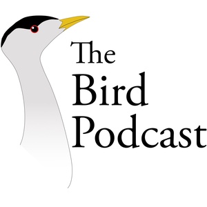 Bird Podcast: Short Episodes Intro: Trailer