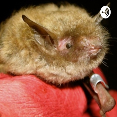 Indiana Bats and Their Importance