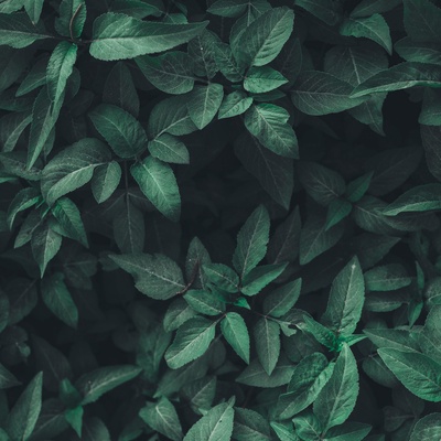 Composition II