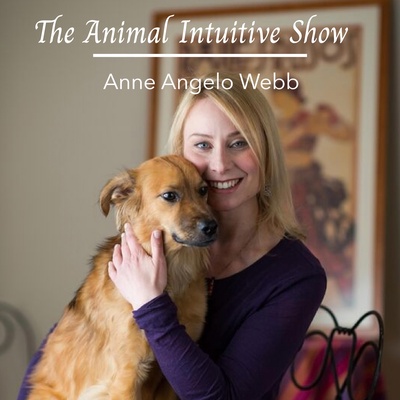 The Animal Intuitive® Show